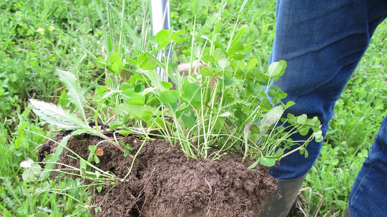 Das Foto zeigt ein ausgegrabenes Stück Boden auf einer Wiese