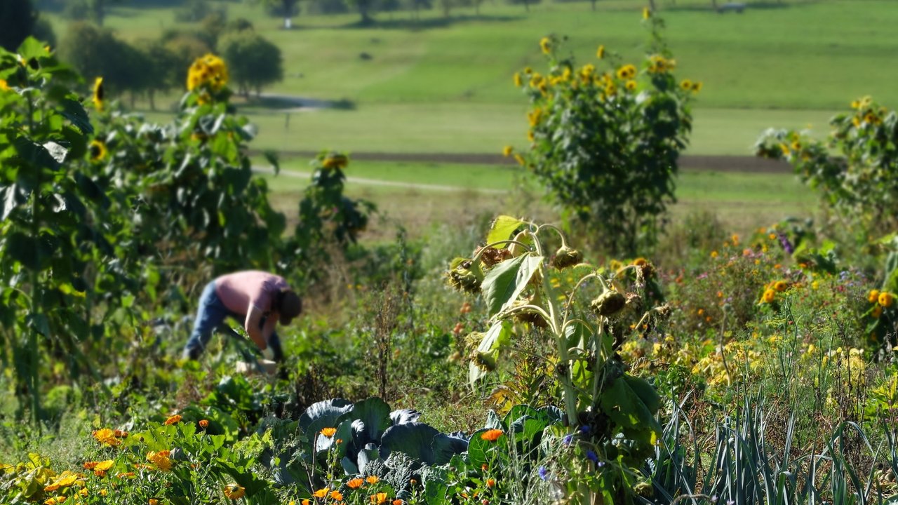 Das Foto zeigt eine Ackerparzelle auf der eigenes Biogemüse und Blumen angebaut werden. Eine Person arbeitet auf der Parzelle