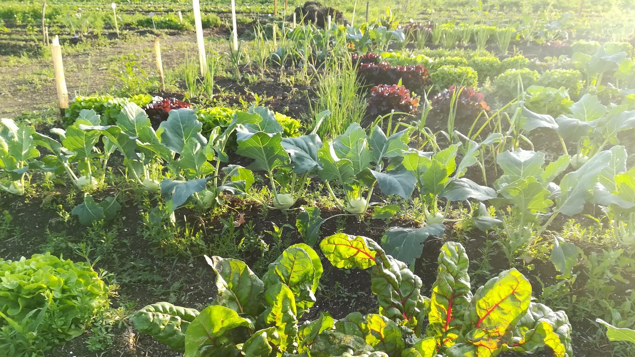 Nutzgartenwerkstatt am Biosphärenzentrum; das Bild zeigt angebautes Gemüse zum Beispiel Mangold Kohlrabi und verschiedene Salat