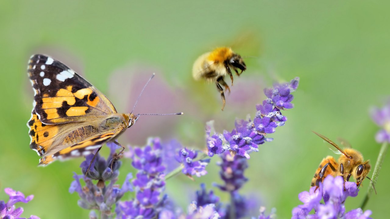 Schmetterling und zwei Bienen auf lilafarbenen Blüten