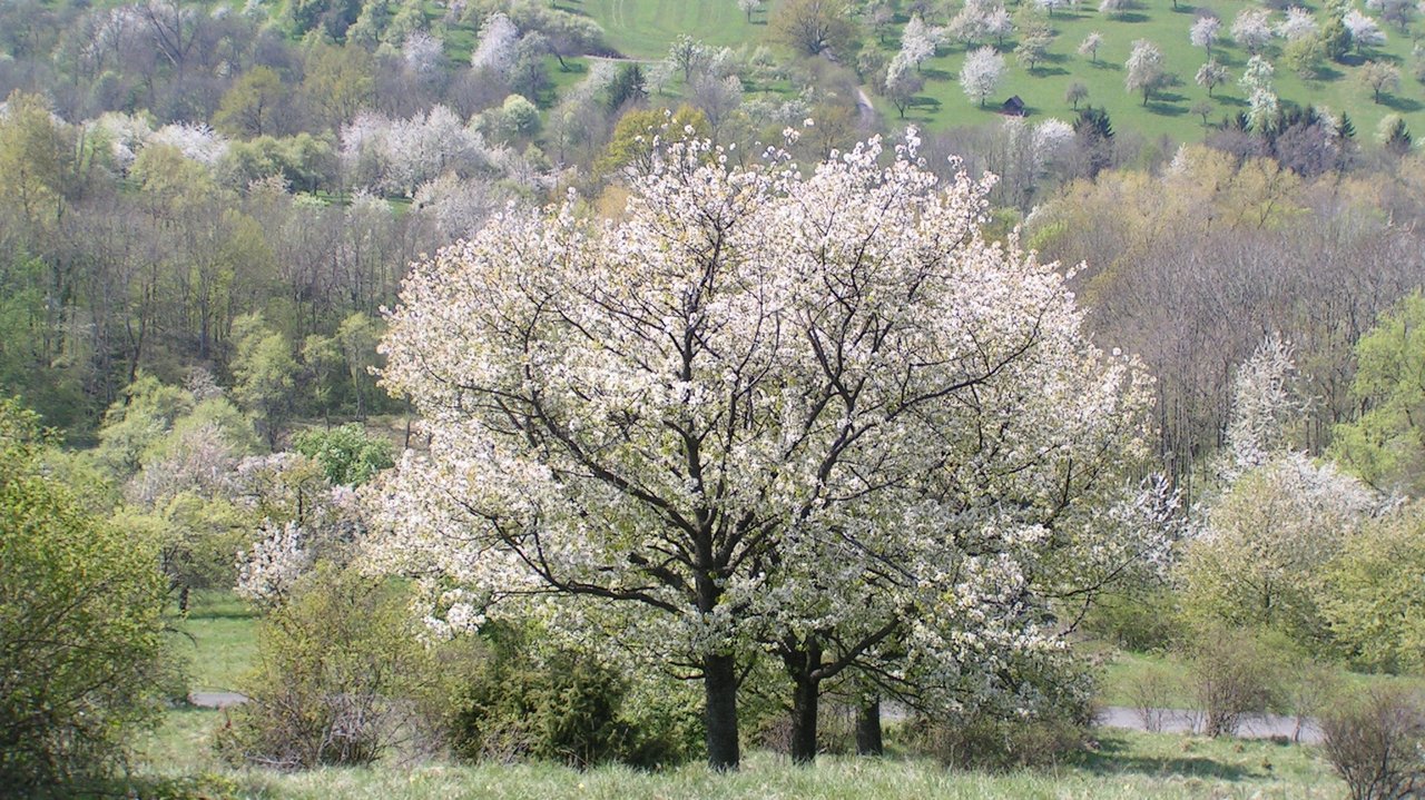 Das Bild zeigt den Ausblick auf die blühenden Streuobstwiesen in Hanglage.