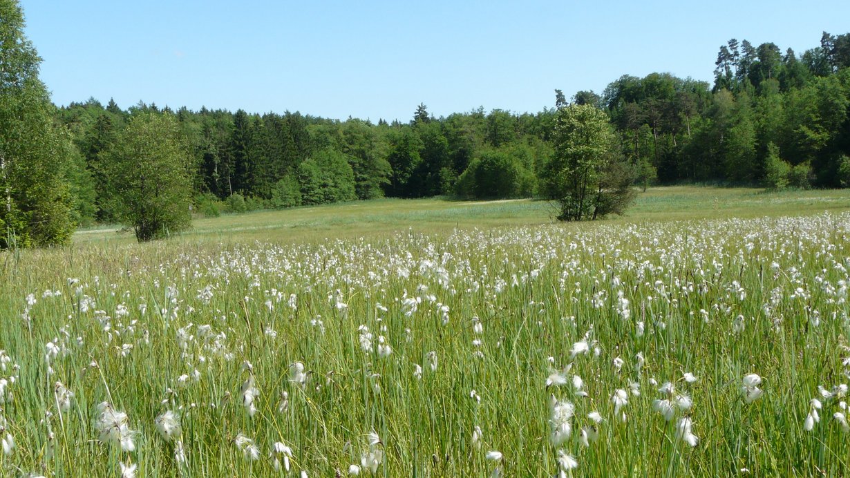 Zu sehen ist ein Niedermoor mit Wollgräsern.