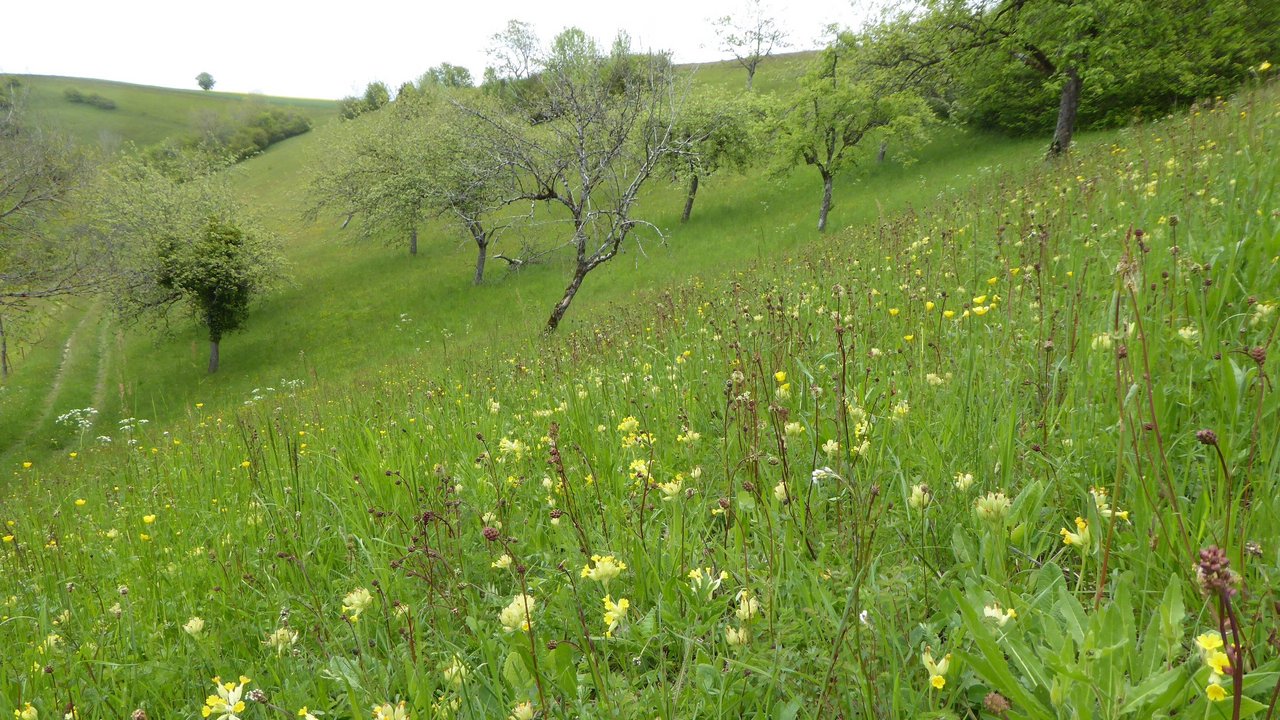 Blühende Wiese, im Hintergrund Streuobstbäume