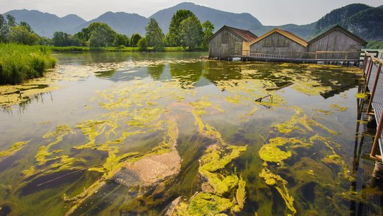 Ein See im Alpenvorland ist mit grünen Algen durchsetzt, im Hintergrund sieht man eine Bergkette