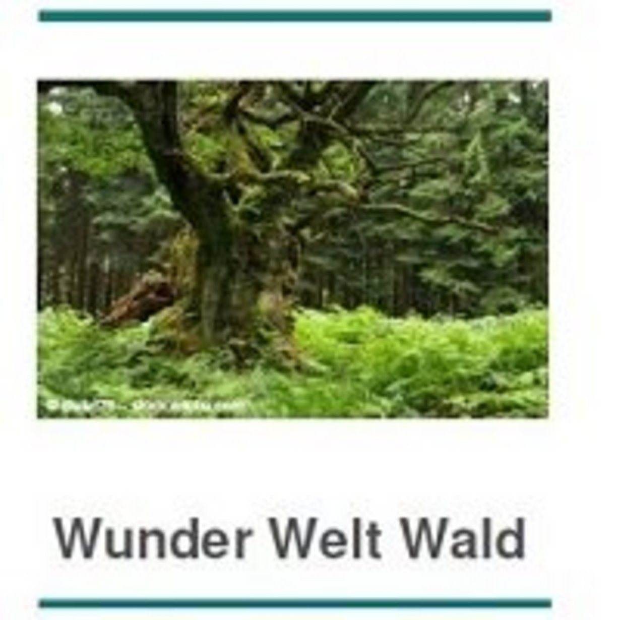 Lernbuffet "Wunder Welt Wald" - Flyer-Vorderseite