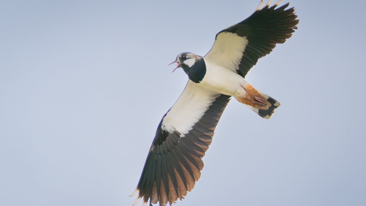 Kiebitz im Flug Das Foto zeigt eine Kiebitz mit weit ausgebreiteten Flügeln im Flug