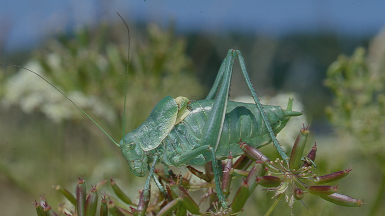 Man sieht eine stark gefährdete Wanstschrecke - ein Schwergewicht unter den Heuschrecken Mitteleuropas