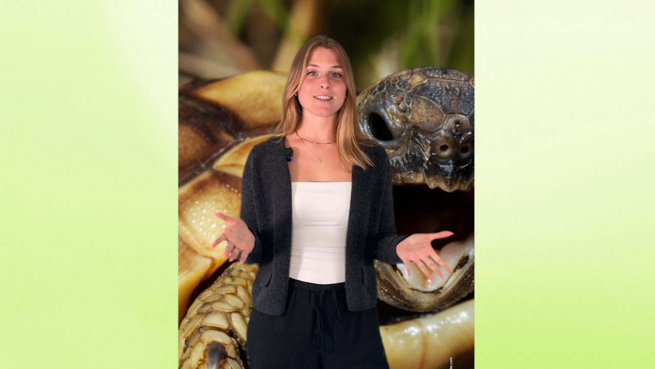 Eine Frau blickt in die Kamera, im Hintergrund sieht man eine Schildkröte.