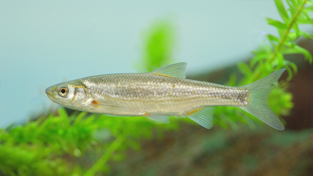 Strömer