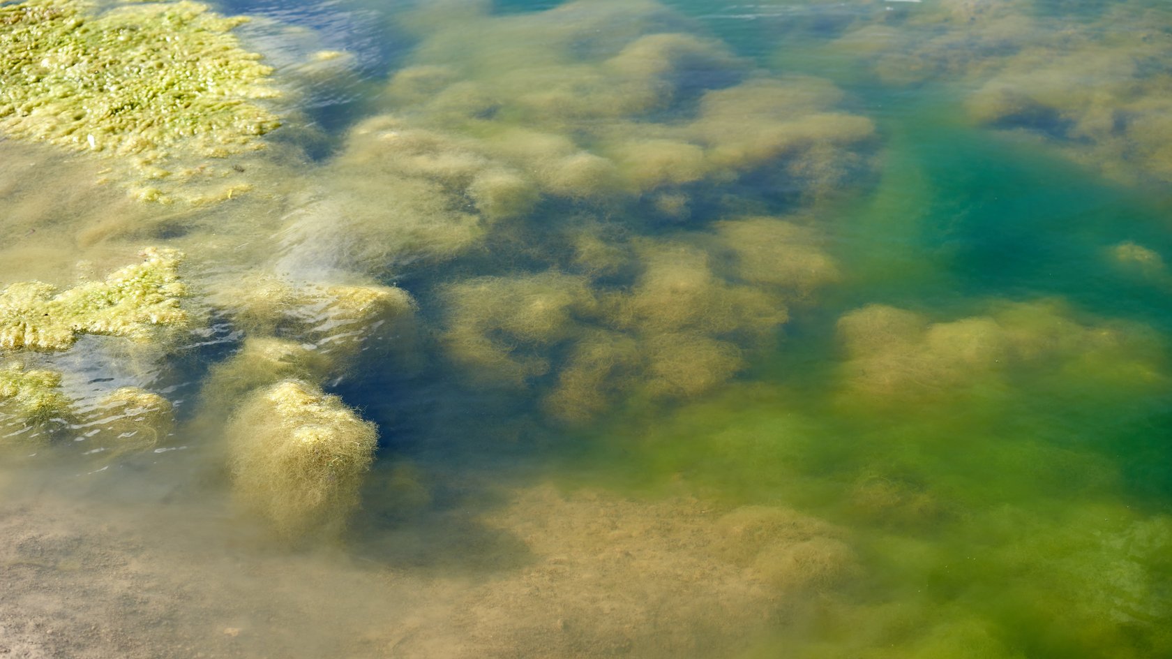 Man blickt in ein Gewässer und sieht im Untergrund grüne Algen, ebenso auf der Wasseroberfläche