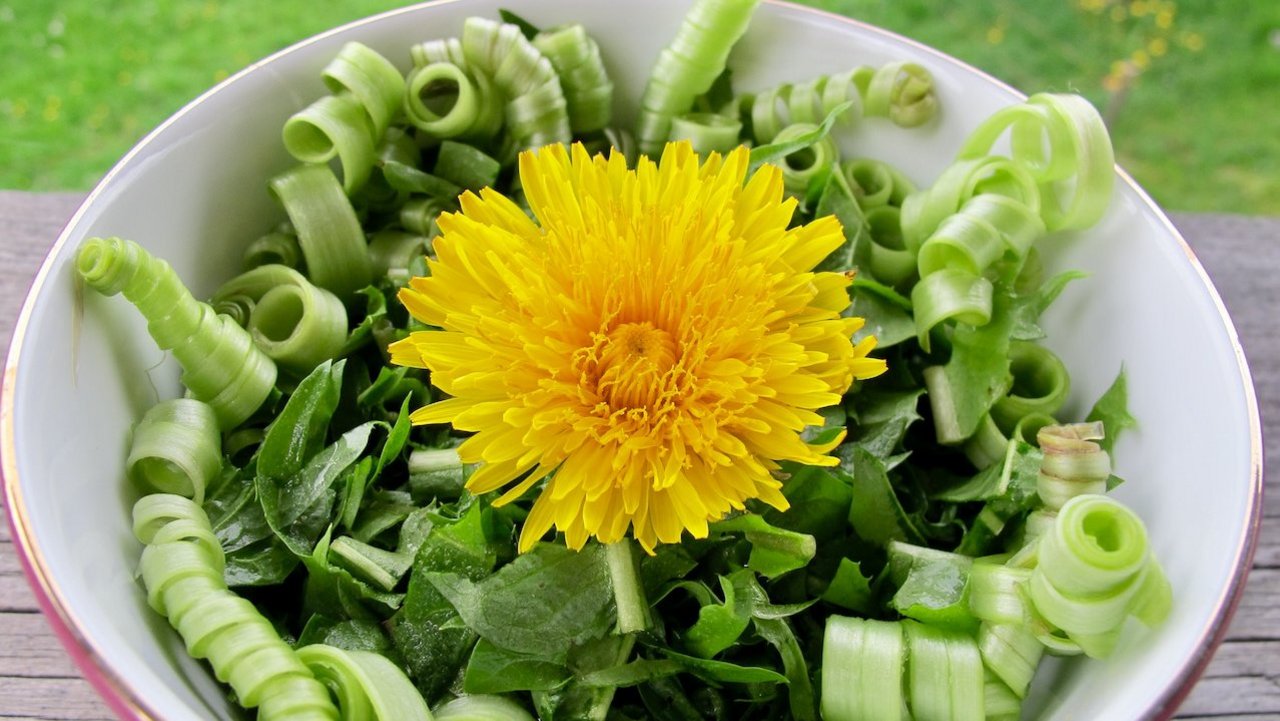 Das Foto zeigt eine Löwenzahnblüte die einen Teller mit frischem Salat und Kräutern appetitlich dekoriert