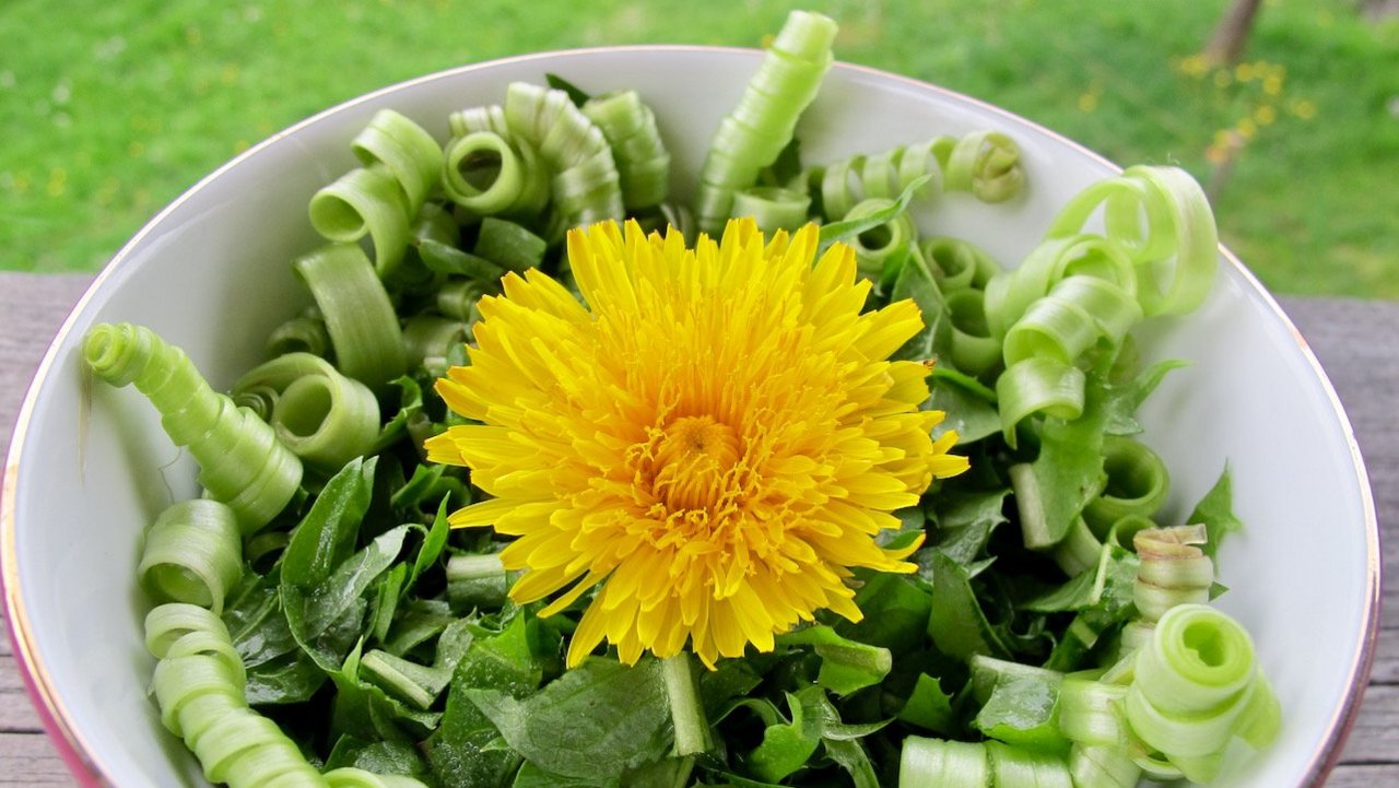 Das Foto zeigt eine Löwenzahnblüte die einen Teller mit frischem Salat und Kräutern appetitlich dekoriert