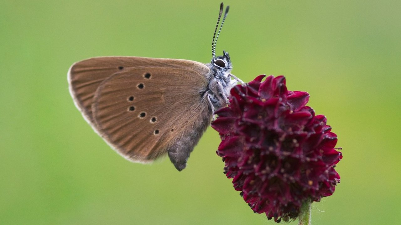 Dunkler Wiesenknopf-Ameisenbläuling sitzt auf einer Blüte