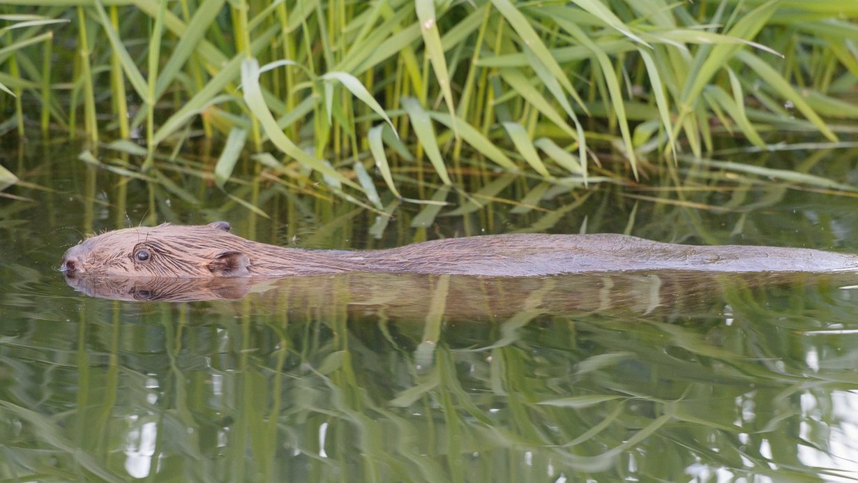 Ein Biber schwimmt im Wasser