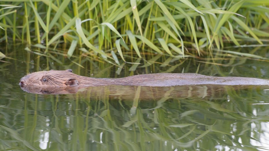 Schwimmender Biber Ein Biber schwimmt im Wasser