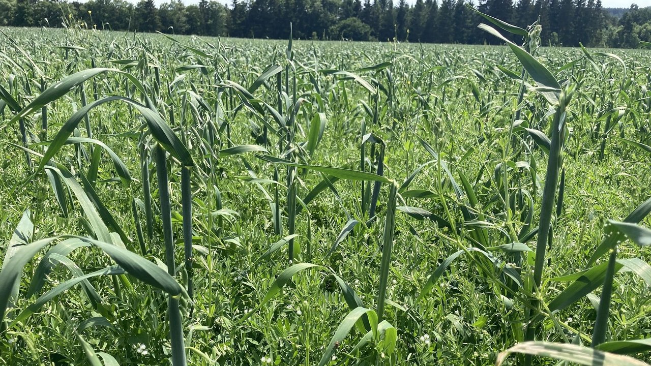 Blick auf einen Bio-Acker: Linsen mit Hafer als Stützfrucht