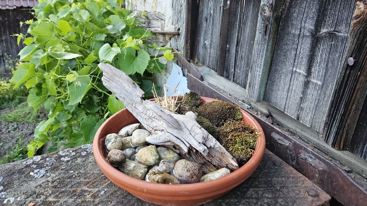 Blick auf eine Vogeltränke, bestehend aus einem Blumenübertopg, der mit Steinen, Muscheln und einem Ast sowie Wasser gefüllt ist.