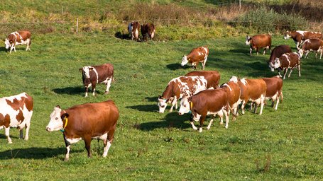 Kuhherde auf der Wiese eine Kuhherde läuft über eine Wiese
