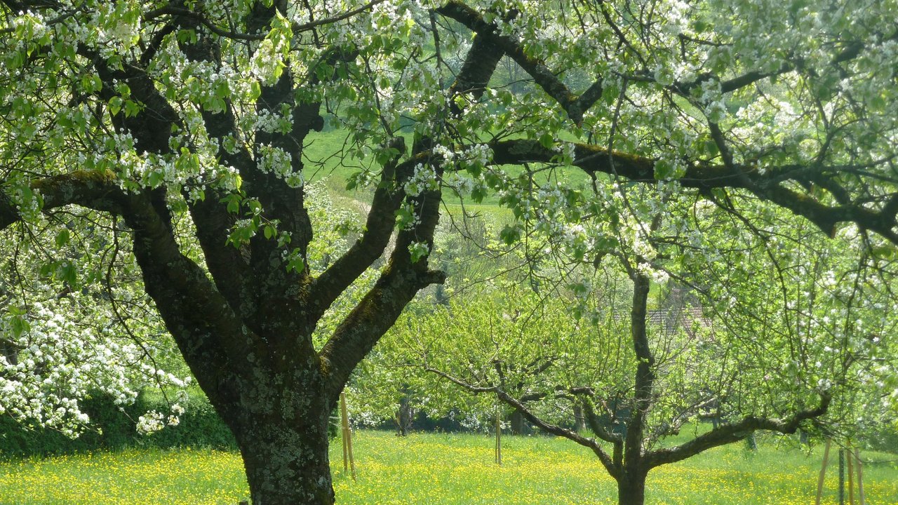 Das Bild zeigt mehrere Bäume auf einer bunten Wiese bei Sonnenschein; an einem Baum steht eine Bank