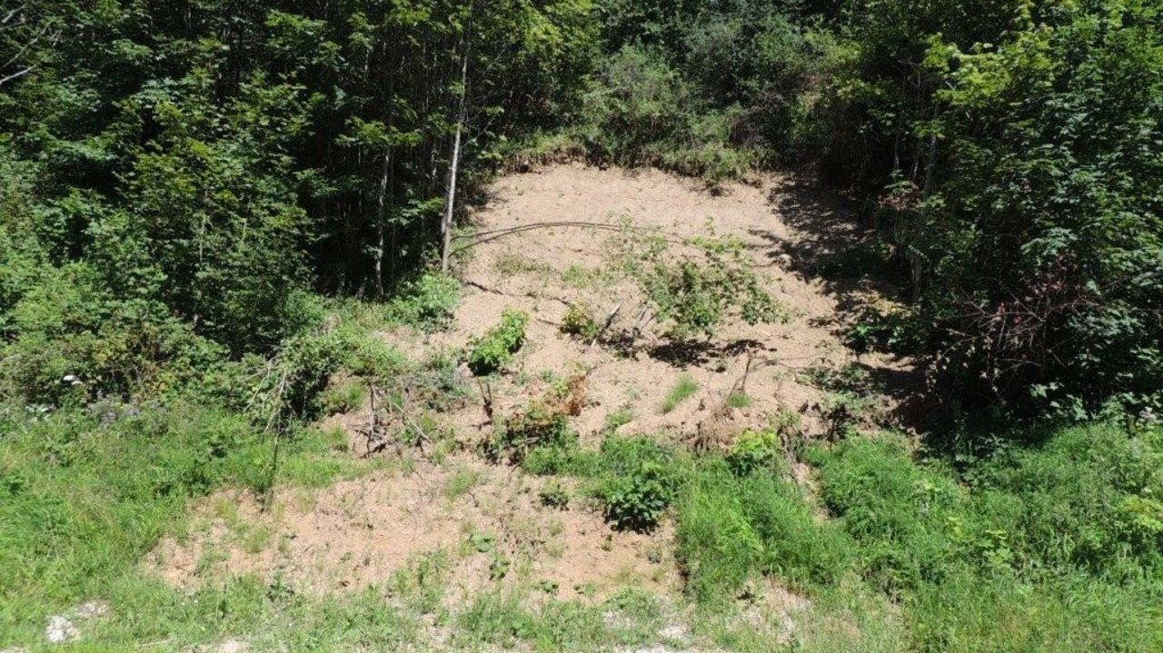 Das Foto zeigt eine Hangrutschung in einem Waldstück
