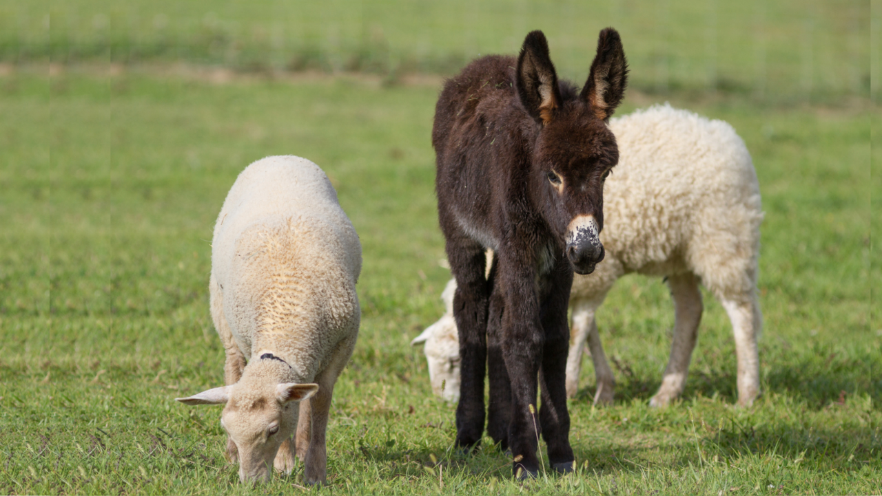 Ein Esel und zwei Schafe grasen auf einer grünen Weide