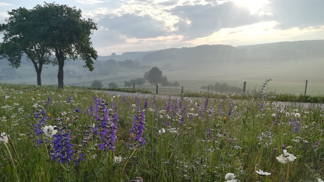 Man sieht im Vordergrund eine blühende Wiese mit Margeriten, Salbei, Klee, Löwenzahn und zwei Bäume; im Hintergrund geht hinter den Bergen gerade die Sonne auf