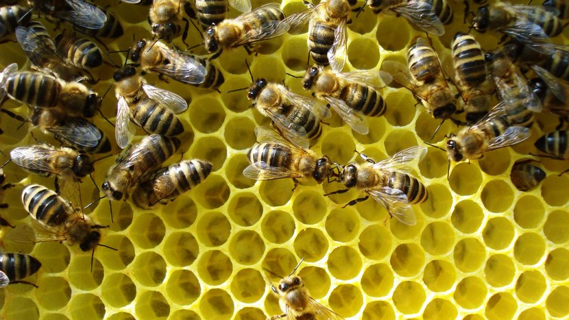 Wabe mit Bienen