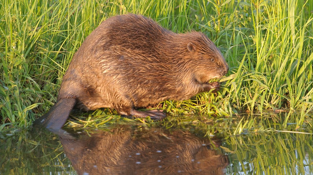 Ein Biber läuft entlang des Wassers