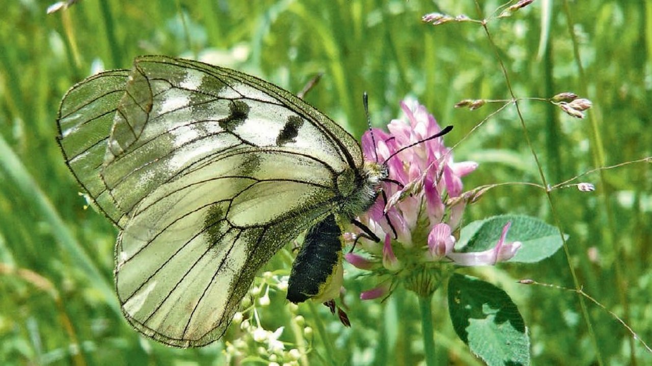 Schwarzer Apollofalter
