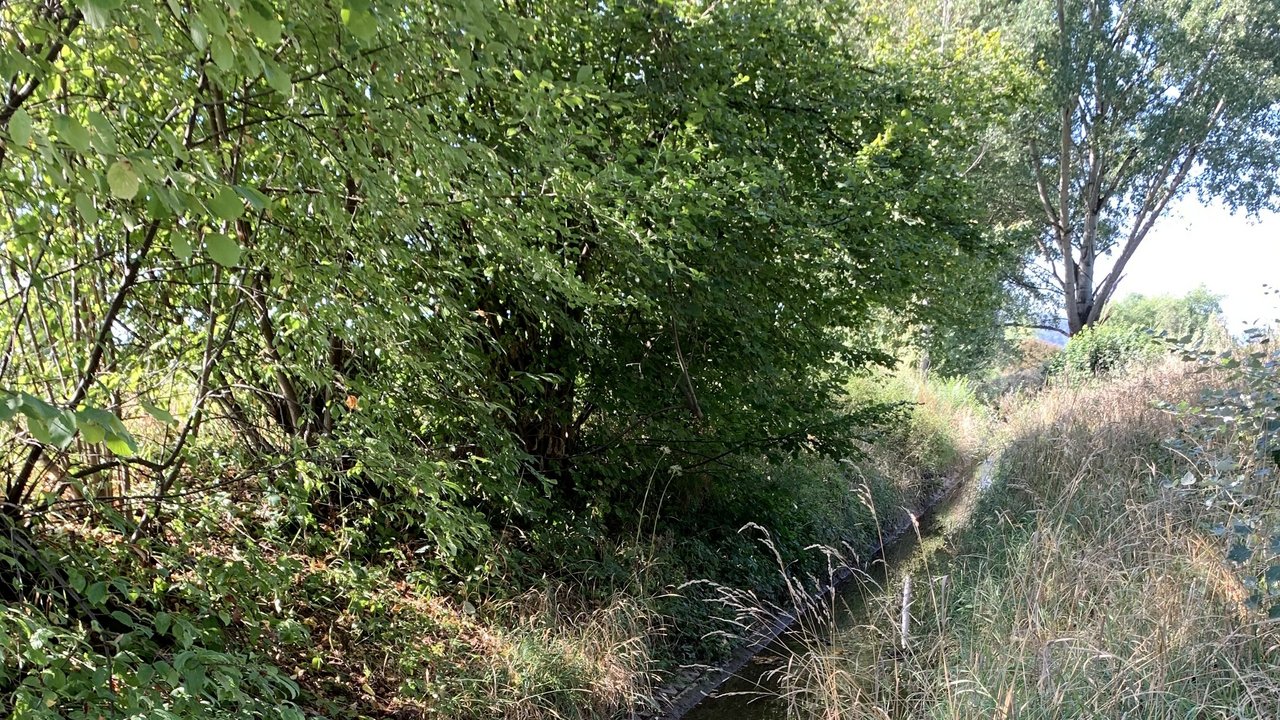 Das Bild zeigt den Bühlertalbach; links und rechts sieht man Bäume und Sträucher