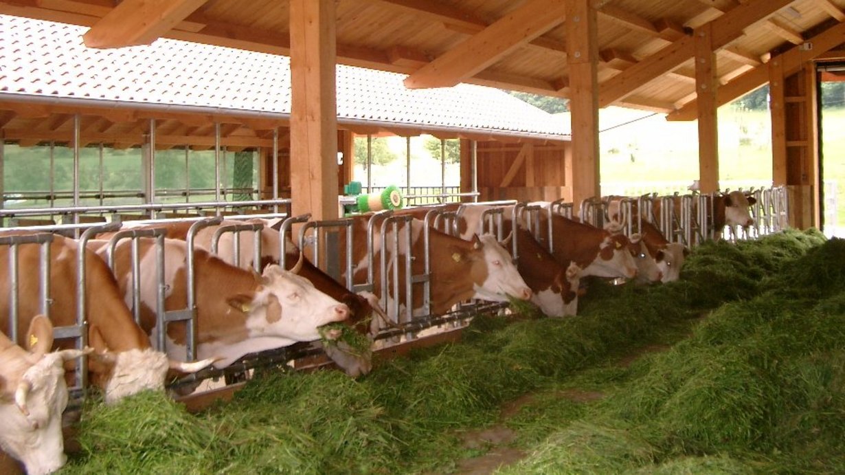Tiergerechte Haltungvon Milchkühen