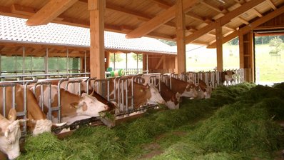 Tiergerechte Haltungvon Milchkühen