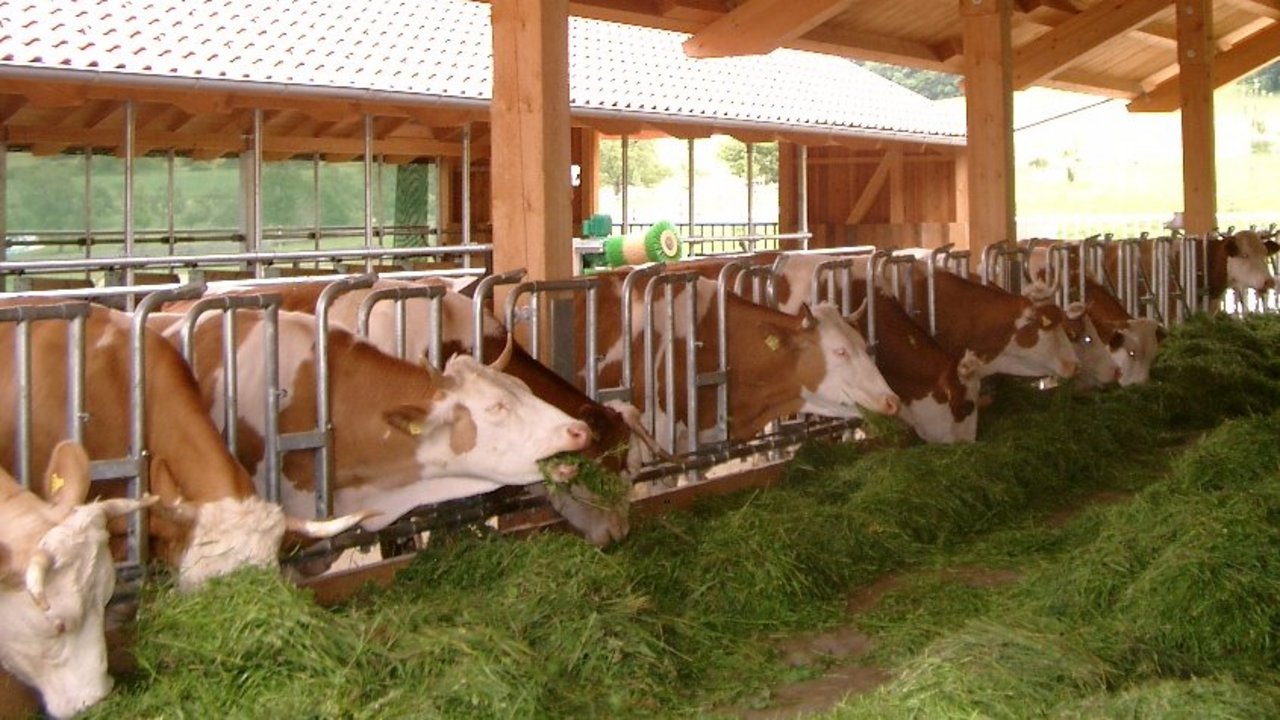 Tiergerechte Haltungvon Milchkühen