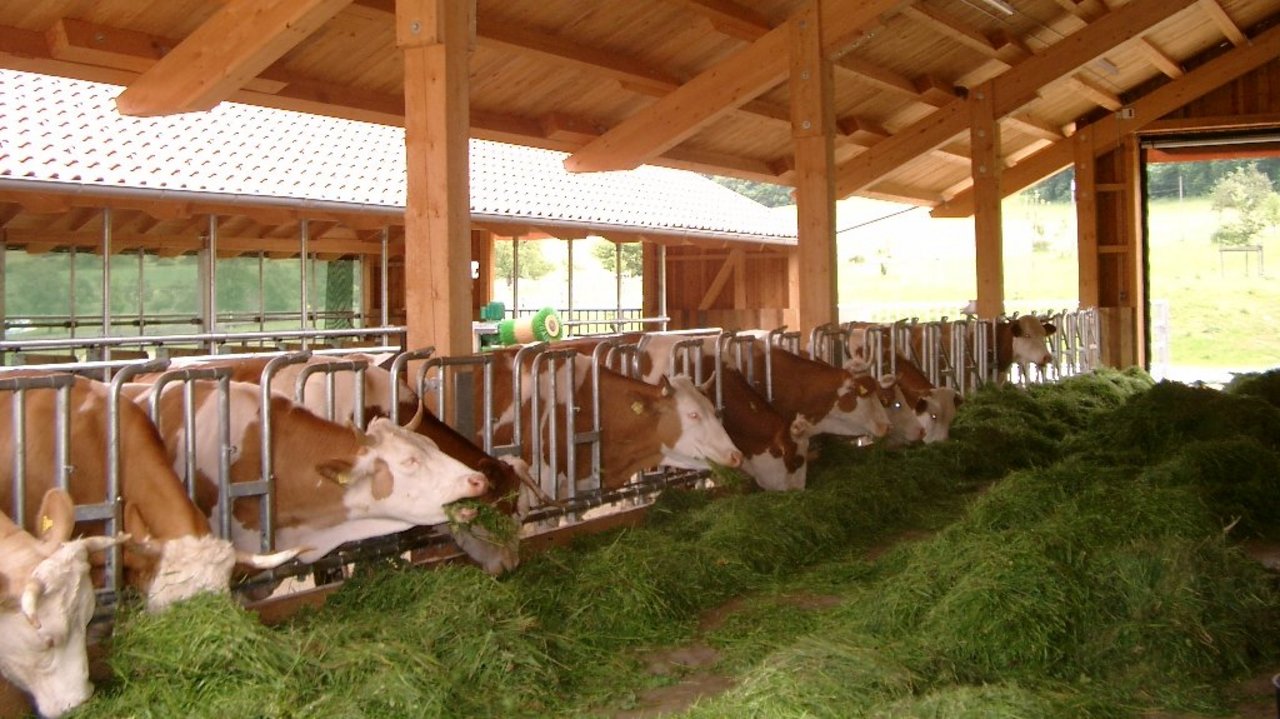 Tiergerechte Haltungvon Milchkühen