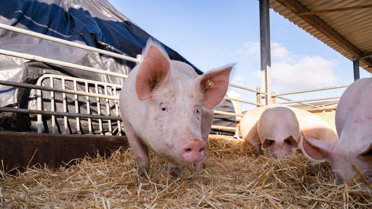 3 Schweine freuen sich über Stroh im Außenbereich