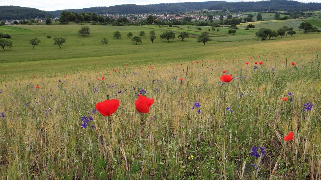 Das Foto zeigt eine Blumenfeld und weiter hinten Rangendingen