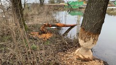 Ein von Bibern angenagter Baum an einem Fluss. Im Hintergrund ist ein Baum, der bereits durch Biber gefällt wurde und im Fluss liegt.