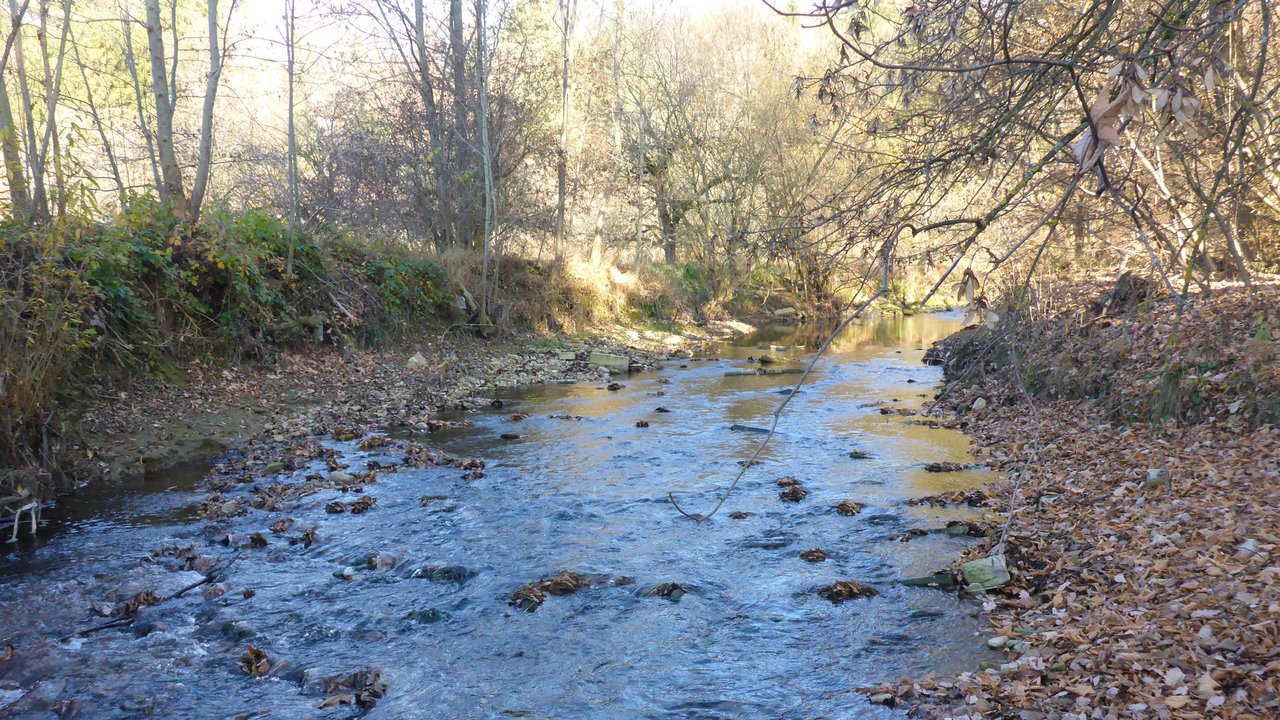 Das Foto zeigt die Eyach die durch einen Wald fließt