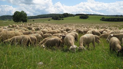 Schafe im Biosphaerengebiet Schwaebische Alb