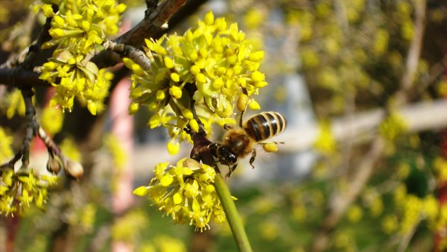 Biene an Frühjahrsblüher Biene an Frühjahrsblüher