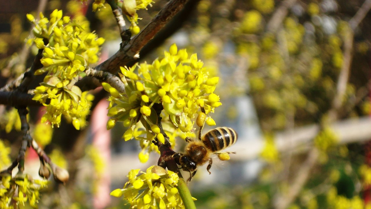 Biene an Frühjahrsblüher