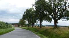Straße neben einem Feld und einzeln stehen Bäumen