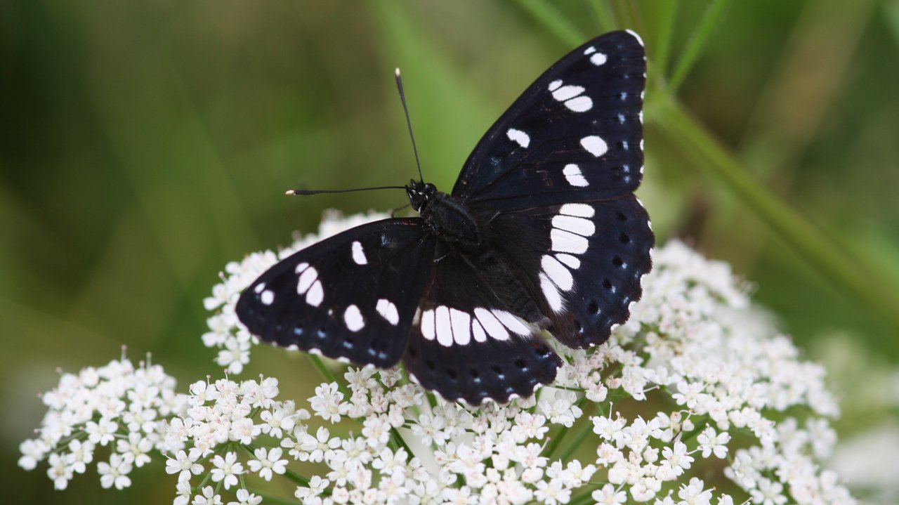 Ein blauschwarzer Schmetterling sitz auf einer weißen Blüte