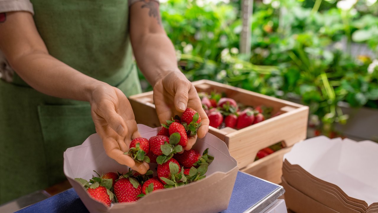 Häne haten Erdbeeren und füllen diese in eine Schale, die auf einer Waage steht. 