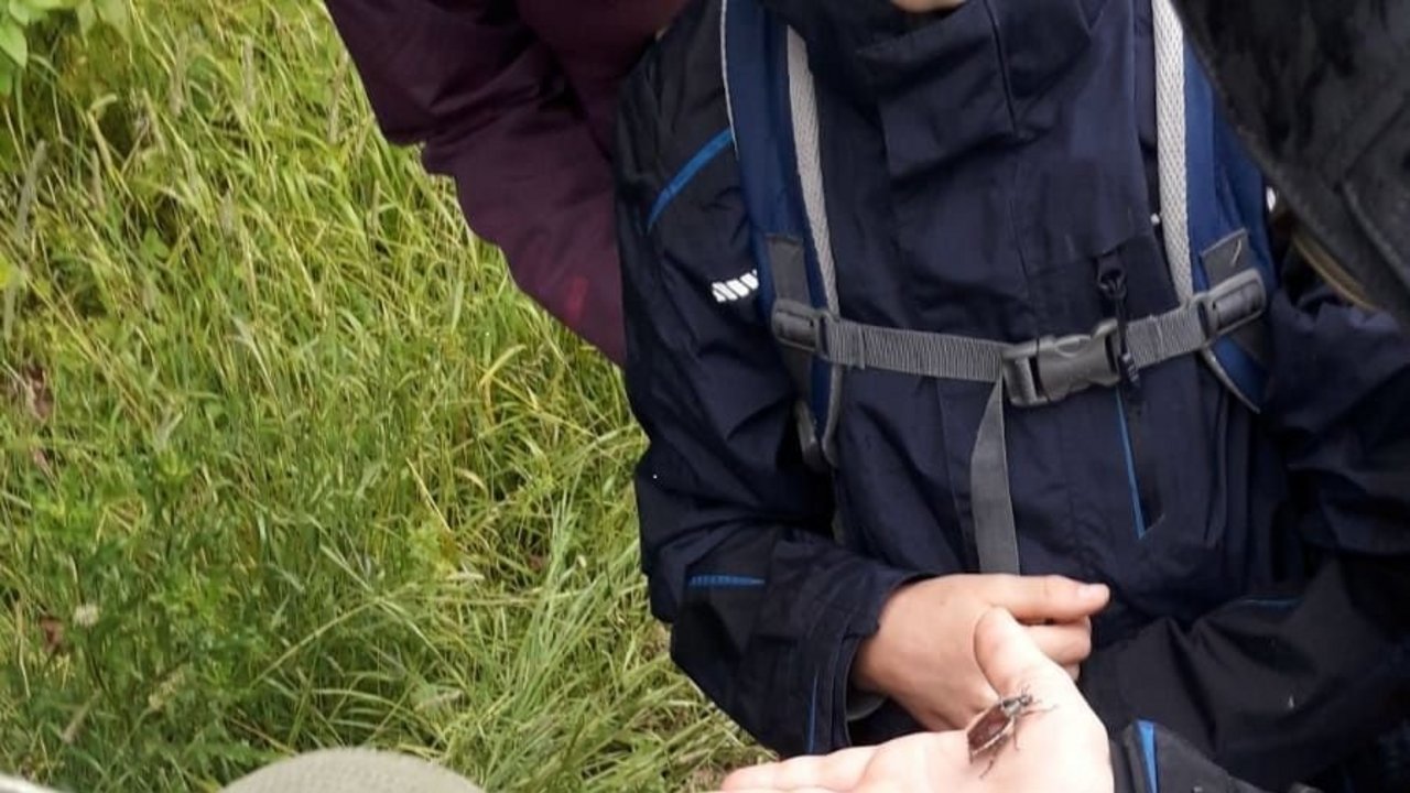 Ein Junge betrachtet einen Käfer, der auf der Hand eines Erwachsenen krabbelt