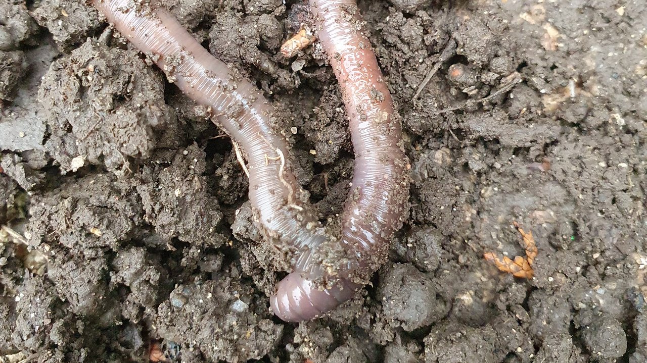 Das Foto zeigt einen Regenwurm im Boden