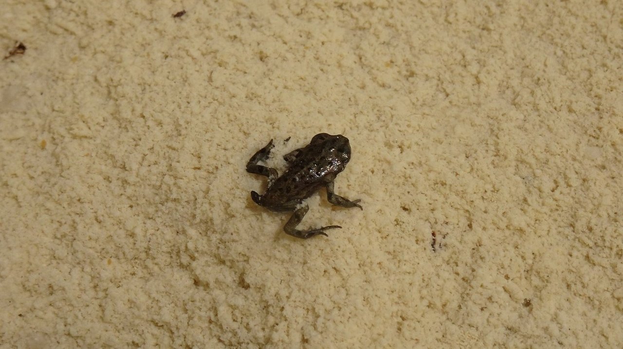 Das Foto zeigt ein frisch metamorphosiertes Jungtier der Kreuzkröte im Sand