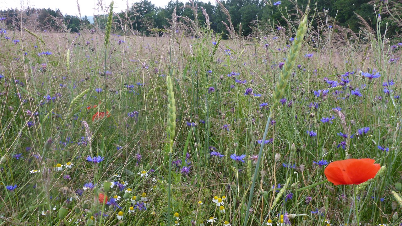 Acker mit bunt blühenden Blumen