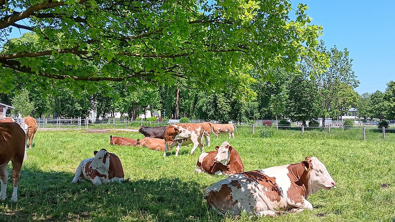 Rinder auf der Weide Rinder auf der Weide