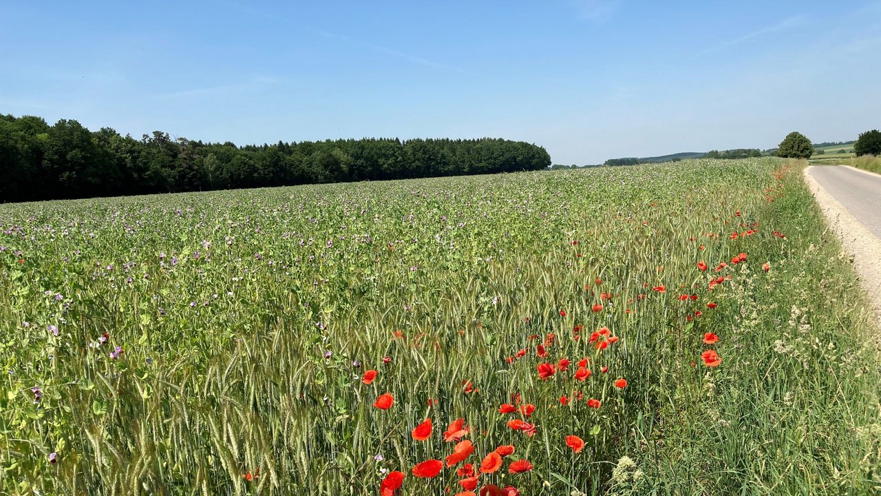 Blühende, rote Mohnpflanzen wachsen entlang eines grünen Ackerfeldes